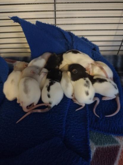 At least 9 rittens nursing. The mother below is not visible as she is almost completely covered by her babies.