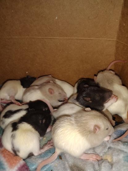 At least 10 rittens cleaning themselves and huddling together. Their eyes are just starting to open, so they are approximately 15 days old. They have either black or champagne Berkshire coats.
