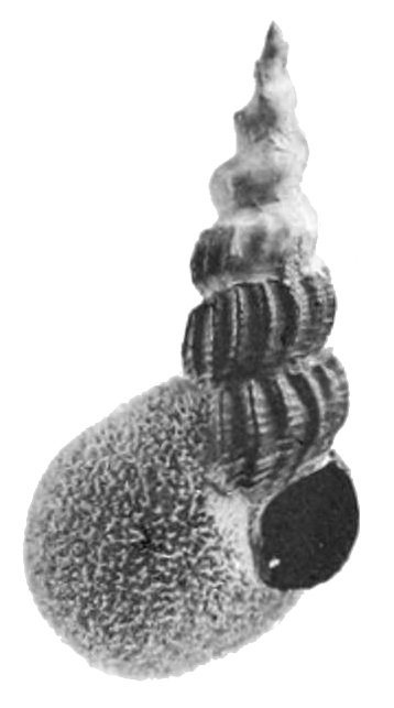 From link in toot: Black and white photo of an apertural view of a shell of Tylomelania centaurus partly covered by a sponge Pachydictyum globosum Weltner.
