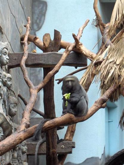 A picture of Cercopithecus hamlyni