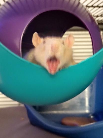 A blurry photo of a Champaign rat with their mouth open in surprise, or perhaps yawning 🤣