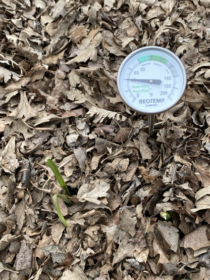 A rectangle of deciduous tree leaves stacked over the garden. They are seen from above. One soil thermometer is visible showing 40 degrees Fahrenheit.  Two garlic shoots are visible.