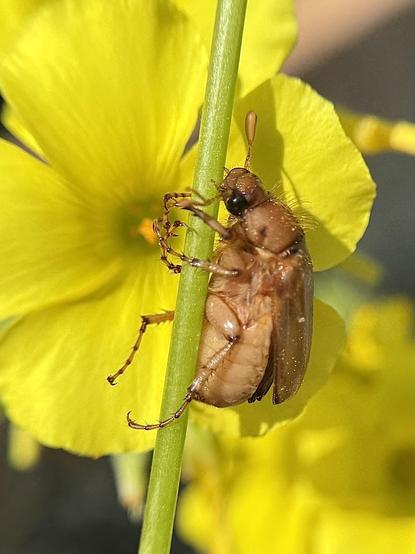 Seen from this angle and with this coloration (it may vary) the Amphimallon solstitiale beetle is not particularly pretty. It rather looks like an overweight cockroach.