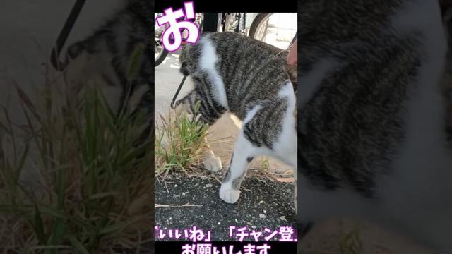 猫」「CAT & PEACE」 #cat #straycat #ねこ動画 #ねこ #猫動画　#猫好きさんと繋がりたい