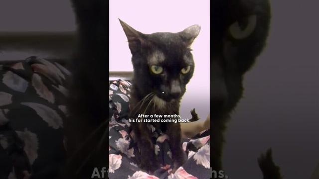 Emaciated Cat Kept Purring For More Cuddles | The Dodo