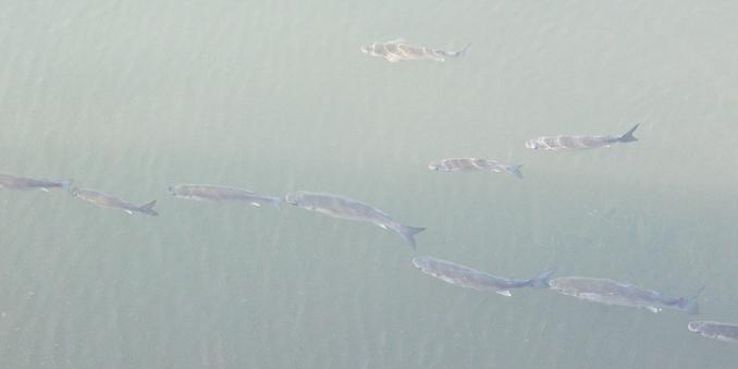 A photo of seven fish swimming in a row, with three fish swimming above them.