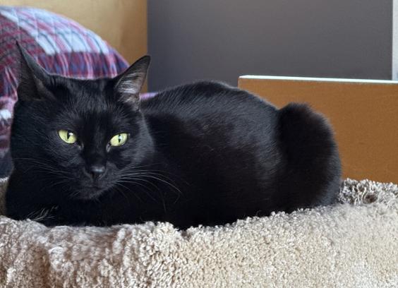 Black cat with yellow-green eyes lying atop a cat tree covered with tan carpet