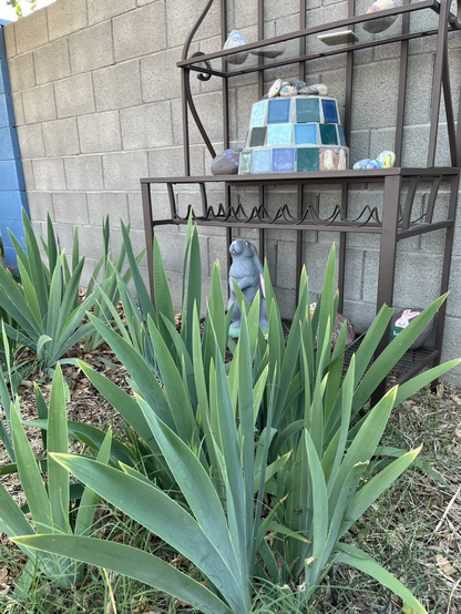 A photo of a rabbit statue peaking out from behind vibrant green iris plants that haven’t yet flowered.