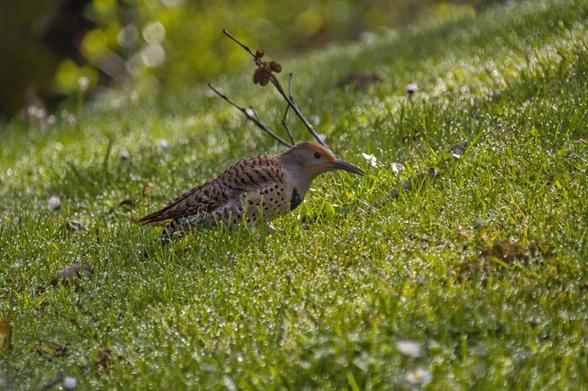 A Northern flicker looks up from foraging in dewed grass