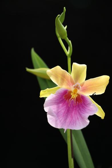 An orchid with soft yellow petals and a vibrant pink frilly labellum (fading to white at the edges) against a black backdrop. The petal on the right has a very small tear in it--easy to spot, yet does not detract from the beauty of the flower.