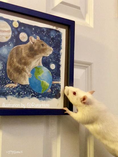 Tillie the albino rattie is standing up and leaning toward the framed illustration of the brown rat holding the earth like a beach ball in the space. There are other planets in the background of the illustration. Tillie is standing atop the RatManor which is not in the photo.