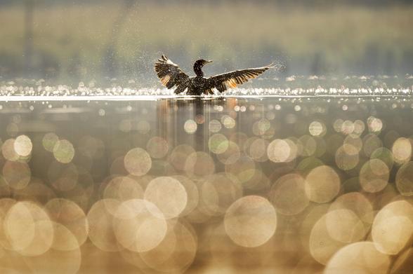 Duck in water, heavily blurred depth separation, heavy bokeh