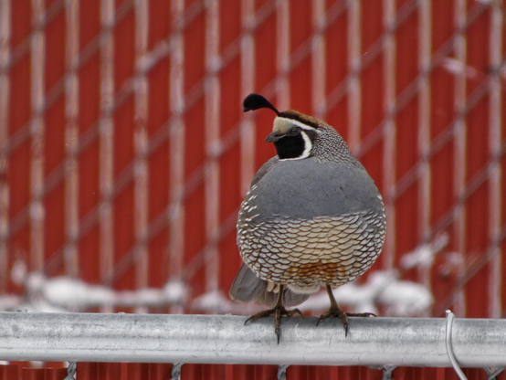Photo of a wonderfully round, grey, feathery crystal ball of a ground bird with a breast quilted with rows of little cream crescents that flush dark red in a central patch on the lower belly. The bird, a California quail, is giving us full frontal quorbitude as e perched on two chickenlike feet atop the top metal railing of a chain-link fence against a backdrop of more red-slatted chain link. E is looking coyly away from us, to eir right, showing us the charming white racing stripes that both cross eir forehead just over eir cookie-dough-colored eyebrows and run in outline from jaw to chin around eir beautiful ebony face. A thin-stemmed plume of glossy black feathers springs out of eir forehead and dangles over eir short bill like mistletoe. E is a fantastic bird.