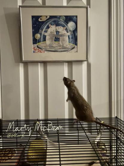 Marty the small agouti rattie standing up atop the RatManor, looking up at the illustration of the pair of albino rats in the space, which hangs on the other door in the rat room.