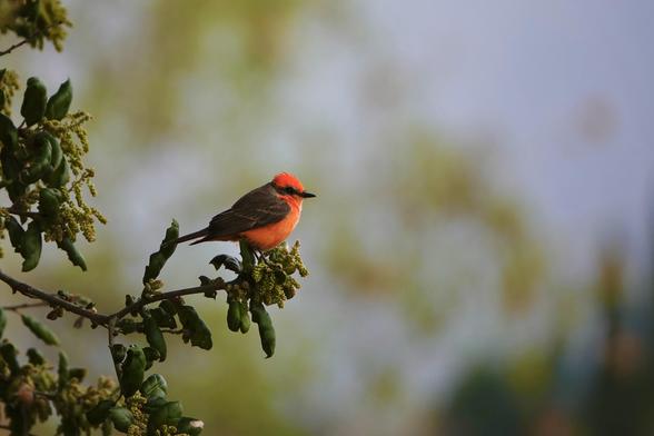 A vibrant male Vermilion flycatcher perched on a leaf-covered branch, set against a softly blurred background of greens and light.