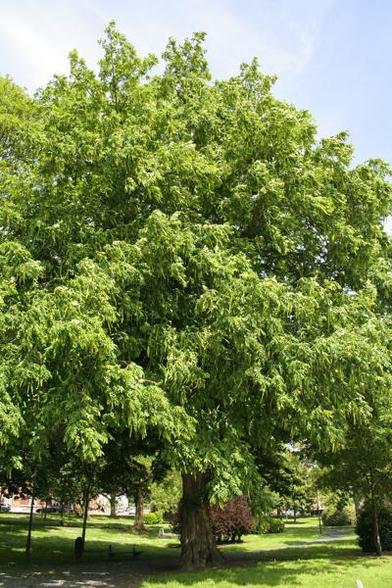 A picture of Pterocarya fraxinifolia