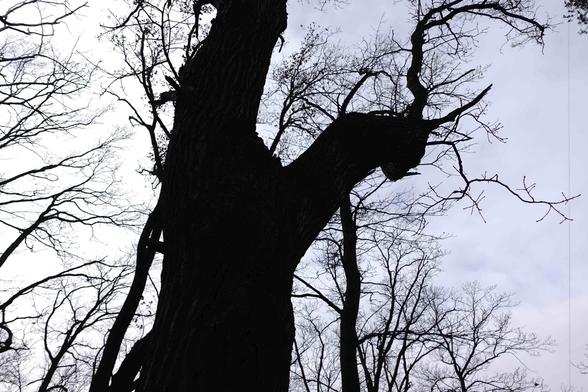 The image shows the silhouette of a large tree with bare branches against a cloudy sky. The tree appears to be prominent in the foreground, with other trees visible in the background.
