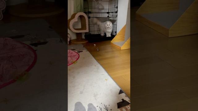 ラガマフィン白猫　追い込み漁　ライブカメラに映るかな　#ラガマフィン #ragamuffin #マンチカン短足 #shortvideo #catlife