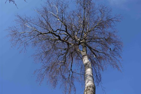 This image shows a view looking up at a tall tree with bare branches against a clear blue sky. The tree appears to be without leaves, possibly indicating it's in a dormant state typical of winter or early spring.