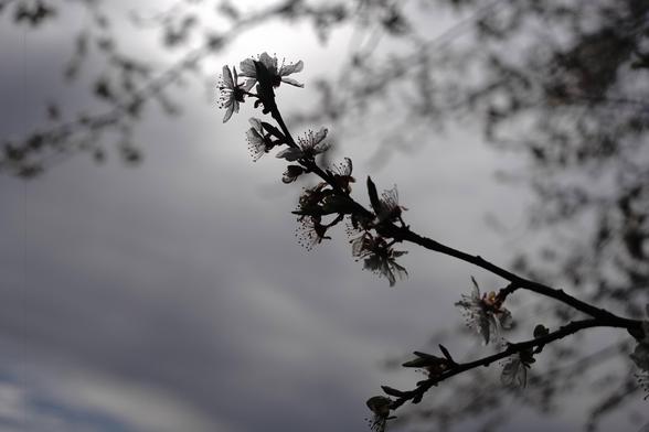 The image shows a silhouette of a branch with blossoms, set against a cloudy sky. The photograph captures the delicate flowers and leaves on the branch, with light filtering through the clouds, creating a soft, moody atmosphere.