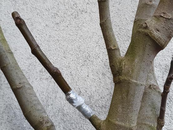 Auch die alte Feige wurde teilweise umveredelt. Die Triebspitzen der Reiser schneide ich immer ab, damit habe ich bei anderem Obst gute Erfahrungen gemacht.