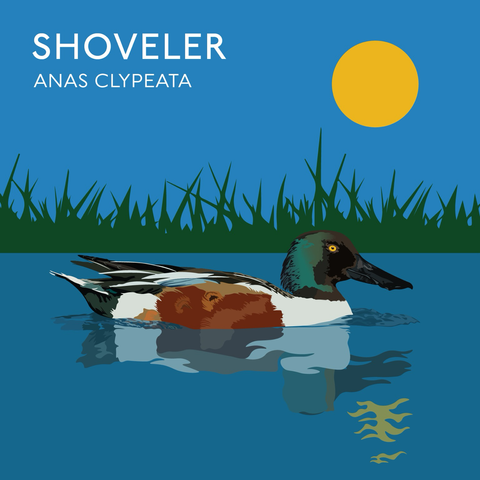 Electrical drawing of a Northern Shoveler looking pretty smug on the water against a plain blue sky and a very round sun.