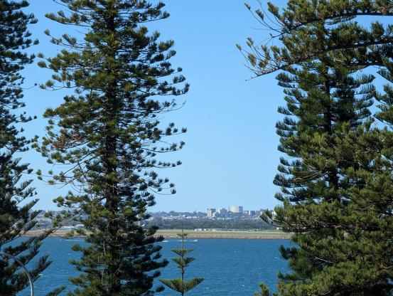 Tall pine trees seen on a foreshore in front an urban cityscape with UNSW building and POW in the back