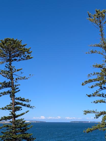 Tall Norfolk pine trees seen in front of botany bay headlands