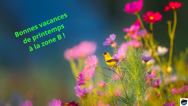 “Bonnes vacances de printemps à la zone B !” est écrit en vert sur le fond bleu assez sombre, à gauche de la photo.
Sur la moitié droite et en bas, on a un aperçu de nature printanière : des fleurs roses et mauves et un oiseau jaune, au bec rouge, aux ailes et au dessus de la tête noirs.