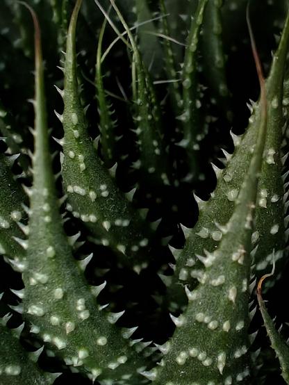 A close-up photo of a plant showing its thick, fleshy green leaves with distinctive serrated edges and white spots. Spiky thorns stand out along the leaf margins.