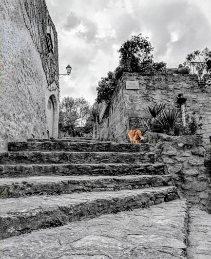 A selectively coloured image shows a ginger cat standing on a grey stone staircase in Cucuron. The rest of the image is in grayscale. The cat is positioned halfway up the worn stone steps, facing slightly to the left. It has a fluffy tail and appears to be looking down the stairs.
The staircase is flanked by old stone buildings and walls. To the left, a tall, weathered stone building rises, featuring a rounded arched doorway and a vintage-style lamp post attached to its wall. Ivy or climbing plants are visible on the upper part of this building. To the right, a lower stone wall runs alongside the steps, with various plants and greenery growing on top and along its sides. A small, weathered sign is affixed to this wall further up the stairs.
The sky above is overcast with heavy, grey clouds. The overall atmosphere of the scene is historic and slightly muted, with the orange cat providing a striking focal point of colour.