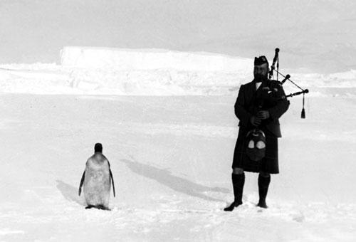 A piper in full highland dress (right) plays the bagpipes for an unimpressed penguin.