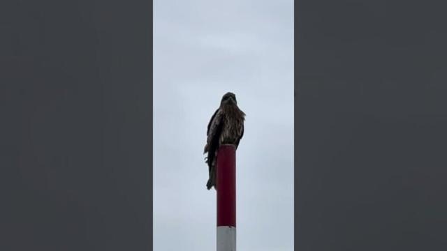 #野鳥 #琵琶湖 #大津市 #滋賀県