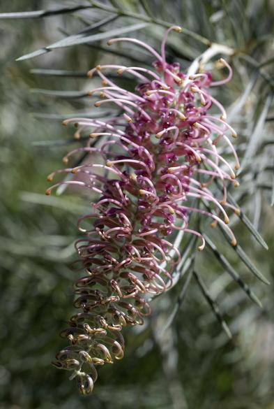 Grevillea 'Cupid's Dream' in flower.