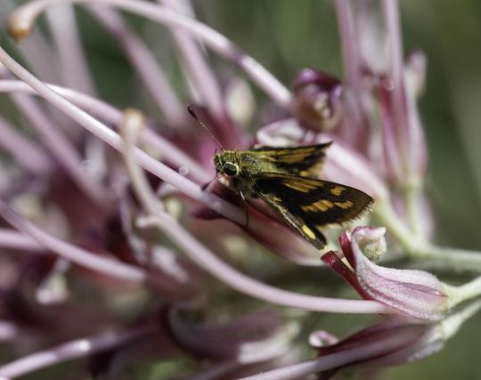 Grevillea 'Cupid's Dream' with grass-dart.