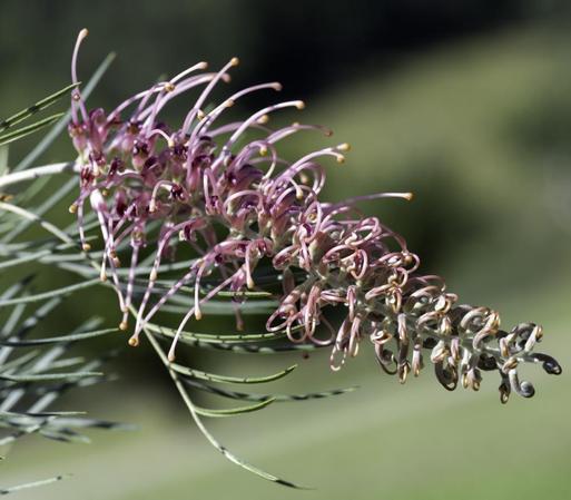 Grevillea 'Cupid's Dream' - in flower.