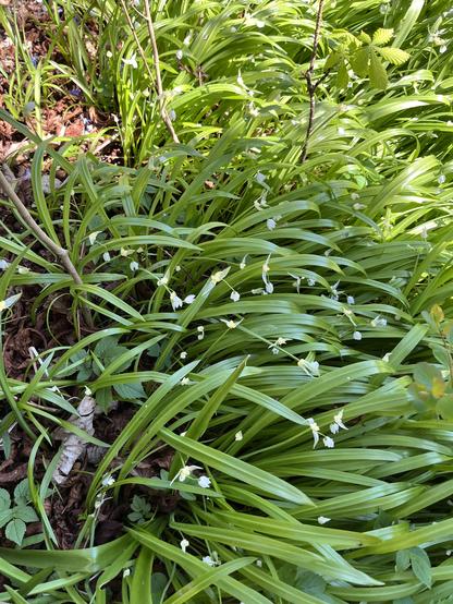 Green long-leaved plants with little white flowers, growing in a thick mass in a wood.