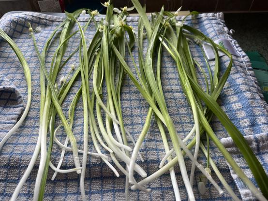 Wild leeks washed and laid out on a tea towel to dry.