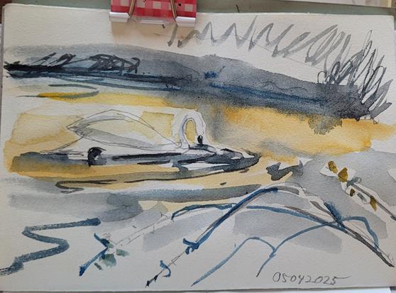 Aquarellskizze,  sehr sketchy, in ocker und indigo # Schwan in gelblichem Wasser, dahinter eine dunkle Uferböschung,  vorne ein paar Rosenzweige mit Dornen