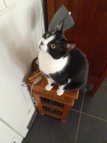 A tuxie cat with white front feet sits on a wooden end table looking up at something on the wall, the wall is white, the end table has 2 layers of lattice work. It is standing next to a wooden closet.