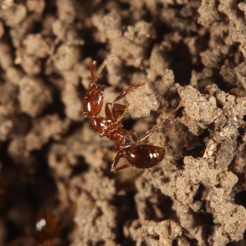Ruddy brown ant with dark brown gaster, standing on grey dirt
