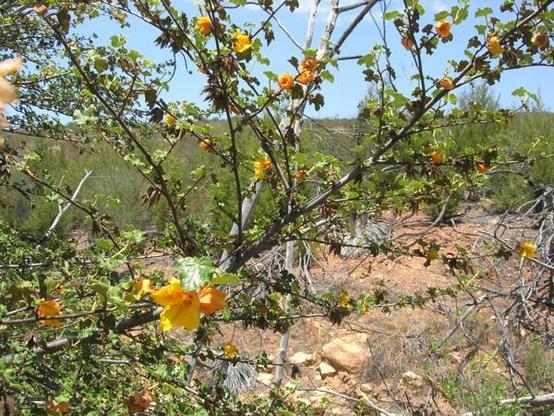 A picture of Fremontodendron mexicanum