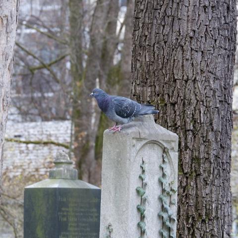 gołąb na cmentarzu