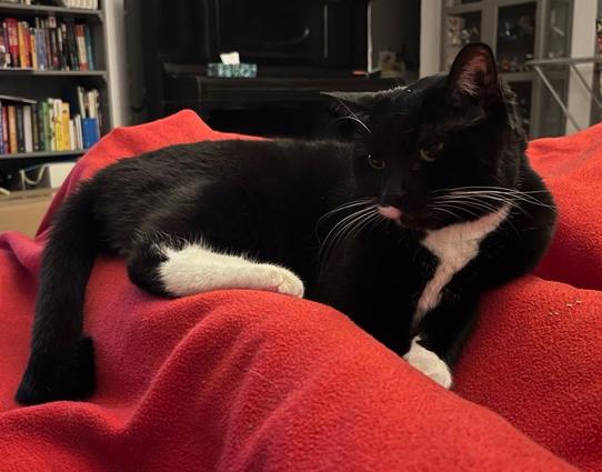 a black and white cat laying down in my legs, on a red blanket
