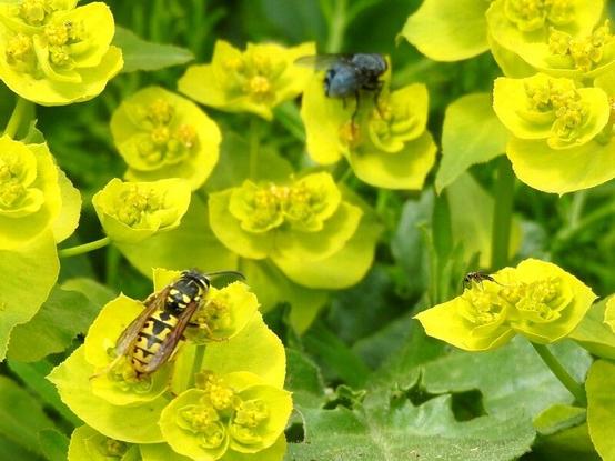 En primer plano aparece una avispa sobre una flor de color amarillento, parece estar mirando hacia los otros dos invitados que la acompañan. En la parte superiro izquierda aparece una mosca de buen tamaño, y a la abajo a la derecha, se ve a un mosquito disfrutar de lo que ofrecen las flores. La avispa está en la parte inferior izquierda de la imagen. El fondo de la imagen está lleno de flores amarillentas.
