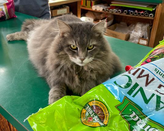 Large fluffy gray cat with an expression that says, "Pet me now or I'll kill you."