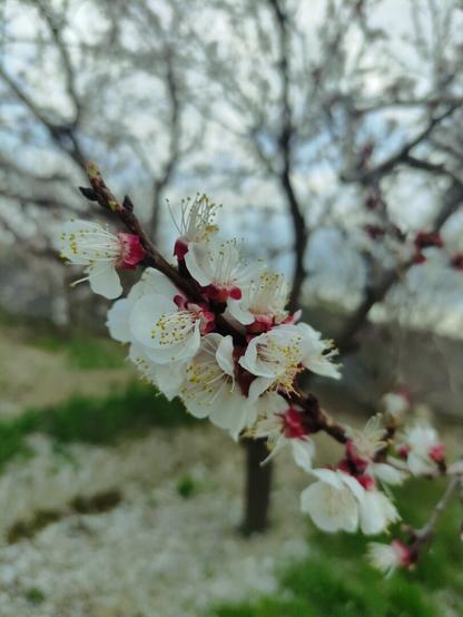 Blossom