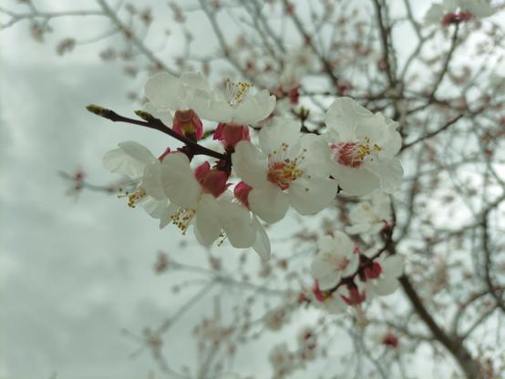 Blossom