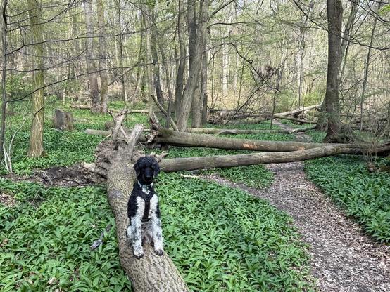 Grosspudel sitzt auf einem umgefallenen Baum inmitten einer Bärlauchwiese.