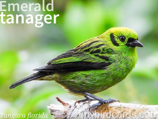🌎 Emerald tanager (Tangara florida)

The emerald tanager is a vibrant, medium-sized bird from Central and South America. Males are bright emerald green with black streaking on the back and wings, a black ear patch and beak, and yellow on the crown and rump. Females are duller with yellow-green instead of yellow on the head. They are found in humid lowland and montane forests, and secondary forests in Costa Rica, Panama, Colombia, and Ecuador, typically in the canopy. Emerald Tanagers are usually seen in pairs or small groups, often joining mixed-species foraging flocks. They actively glean insects and fruits from foliage, sometimes hanging upside down. Their calls are high-pitched whistles and chirps. One subspecies is recognised by some authorities.

Conservation status: Least Concern (IUCN 3.1)

📷: Photo by marvinbla via Pixabay https://pixabay.com/photos/tanager-bird-animal-black-eared-7316495/

VJPG